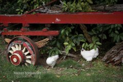 20180414_JA_0248-Enhanced-NR