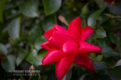 20180414_JA_0258-Enhanced-NR