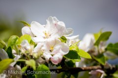 Portfolio Nature