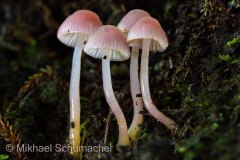 MG_2860-Enhanced-SR