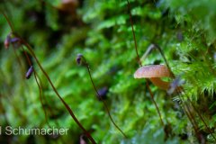 MG_2915-Enhanced-SR