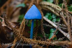 MG_7178-Enhanced-SR